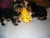 2 chiots Yorkshire Terrier