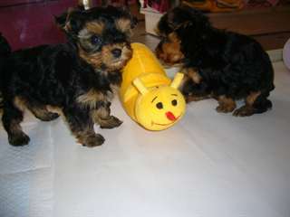 2 chiots Yorkshire Terrier