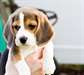 Beagle chiots disponibles - photo 1