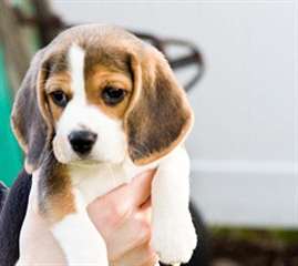 Beagle chiots disponibles