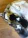  Husky sibérien chiots contacter