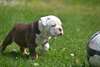Puppies14 mignon bouledogue anglais