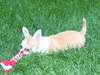 Chiots de race chihuahua mignons disponibles