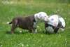 Puppies14 mignon bouledogue anglais