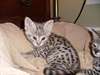 Bien socialisé F1 et F2 Savannah chatons disponibl