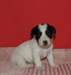 Magnifique chiot Jack Russell Terrier mâle