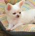 A DONNER chiots chihuahua femelle Lof