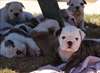 Adorables chiots bulldog anglais dispo