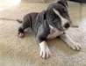Chiots American Staffordshire Terrier - photo 1