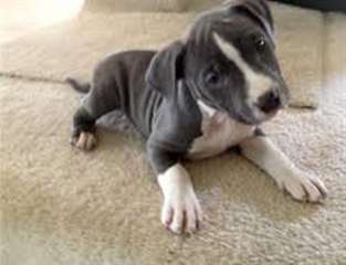 Chiots American Staffordshire Terrier
