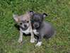 A donner chiot chihuahua poil court non LOF