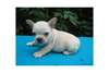 Anglais Chiots Bulldog à vendre