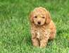 Superbes chiots poodle Superbes chiots poodle . Il