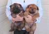 Magnifique chiot chow chow  Disponible à la réserv