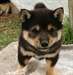 Les chiots Shiba Inu