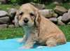 Chiots Cocker spaniel lof à réserver   les bébés s