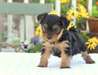 Bébés Yorkshire terrier a donner contre bon soin C