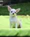 Chiots de race chihuahua mignons disponibles