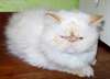 A DONNER type Chaton persan pure race - photo 1