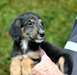 Bedlington Terrier - photo 1