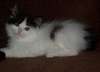 mignon et Adorable CHATON