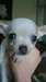 Chiots de race chihuahua mignons disponibles