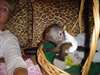 B&#233;b&#233; singes capucins maintenant disponibles - photo 2