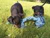 Manchester terrier