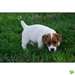 superbe chiot Jack russel - photo 1