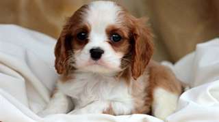 Les chiots Cavalier King Charles