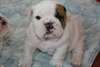 Adorable bouledogue français