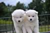superbes chiots samoyède
