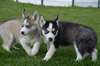 Deux magnifiques chiots Husky sibierian pour adop