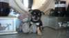 Mini Chihuahua -Welpen recherche d'une belle et