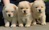 Adorables chiots chow chow disponible - photo 1