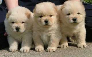 Adorables chiots chow chow disponible