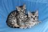 Mignon Bengale Hittens Disponible