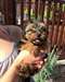Chiots yorkshire ludiques