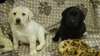 Deux qualit&#233; Belle Belle Jack Russell Terrier chio - photo 1