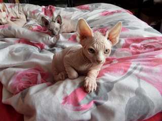 Chatons Sphynx Homme Pour Vente