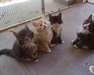 Magnifique chatons Maine