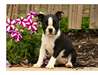 Chiots Boston terrier