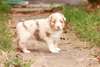 Chiots berger australien
