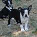 Chiots Bostons Terrier - photo 1