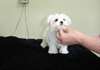 Mignon et adorable chiots maltais pour adoption