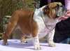Don Bulldog anglaise femelle lof