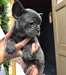 chiots de bouledogue français