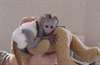 très sociable Bébé singe Capucin inscrit lof
