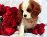 Les chiots Cavalier King Charles