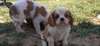 Magnifiques chiots cavalier king charles dispo